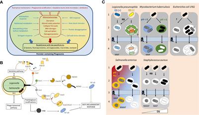 Intracellular persister: A stealth agent recalcitrant to antibiotics